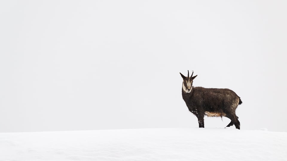 Chamois on the snow