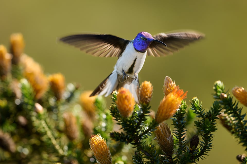 Ecuadorian Hillstar_Ecuador_LVP9576