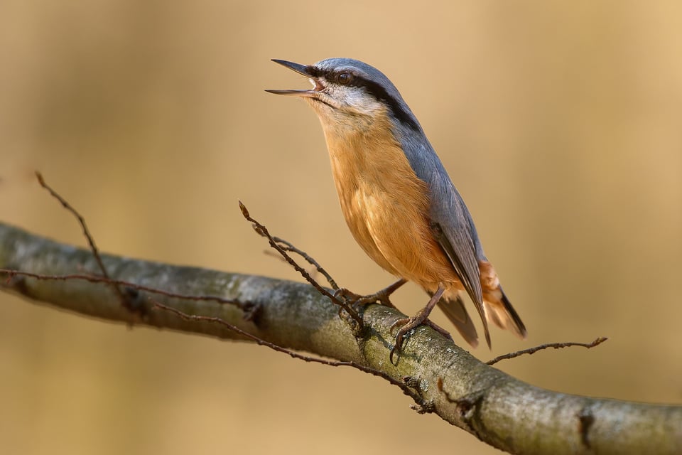 European Nuthatch_Czech Republic_Prague_LVP9788