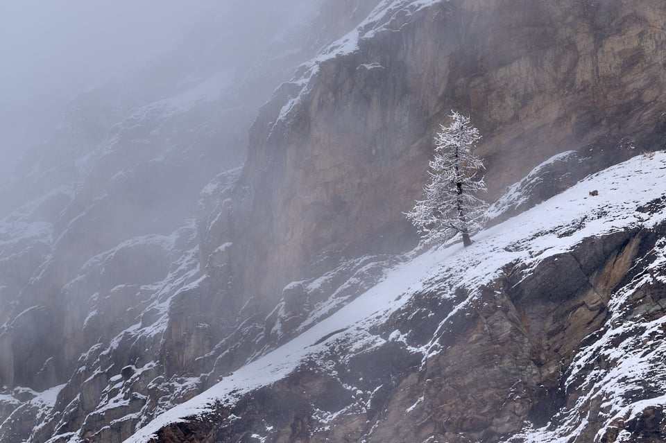 Frosted larch