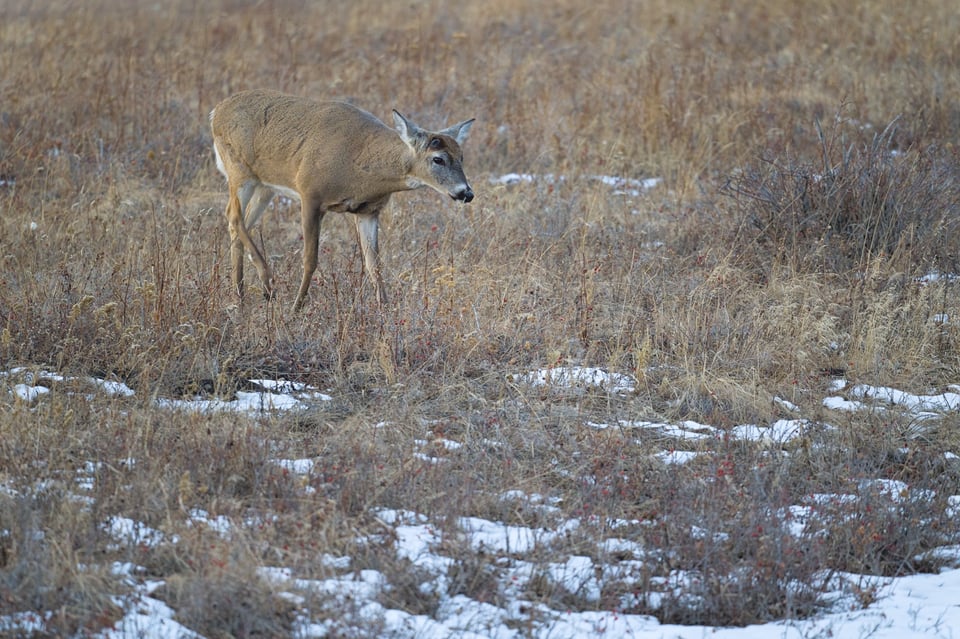 NH_Deer_Feeding_Grass