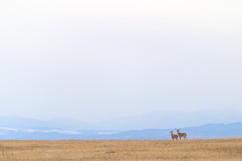 NH_Deer_Rockies_Jason_Polak