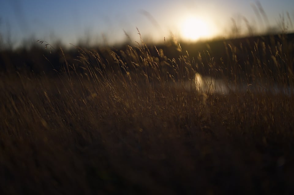 NH_Grassland_Sun