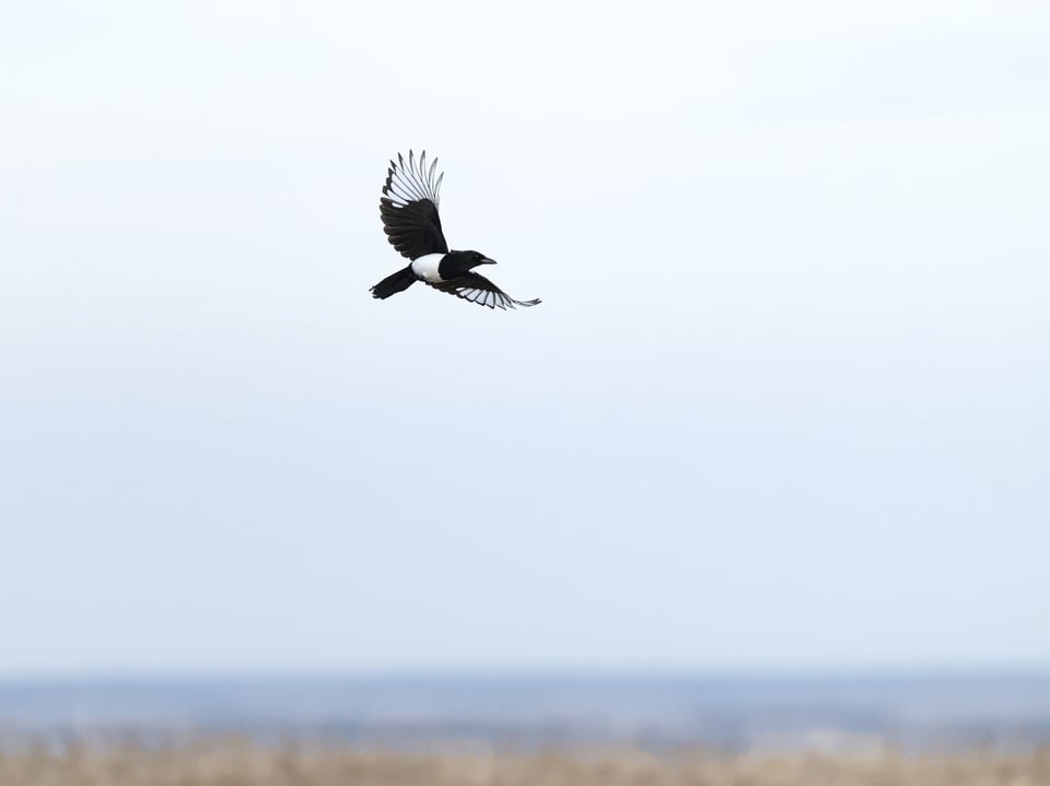 NH_Magpie_Over_Plains_Jason_Polak