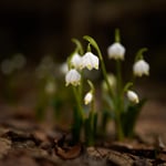 Spring Snowflakes_Czech Republic_Libor_DSC4527