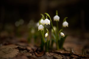 Spring Snowflakes_Czech Republic_Libor_DSC4527