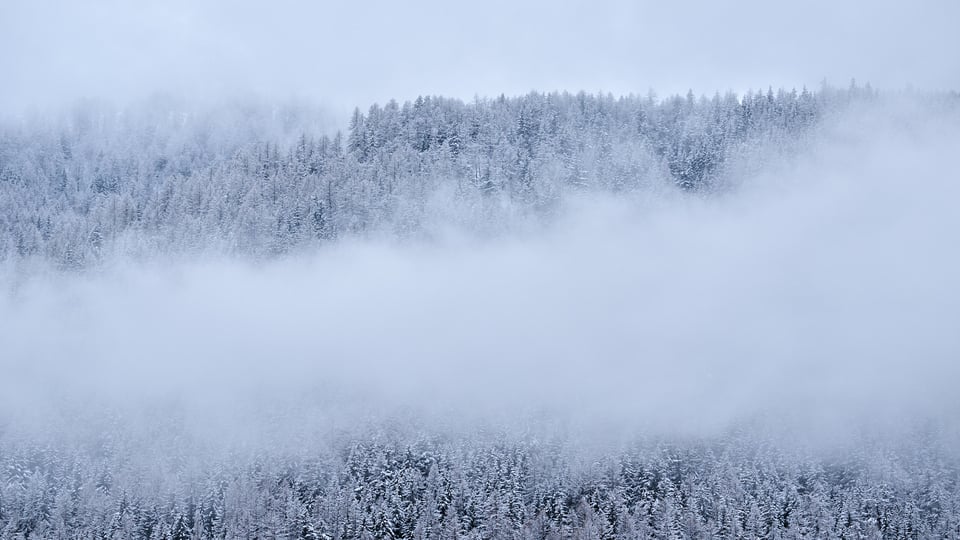 Wood in the snow