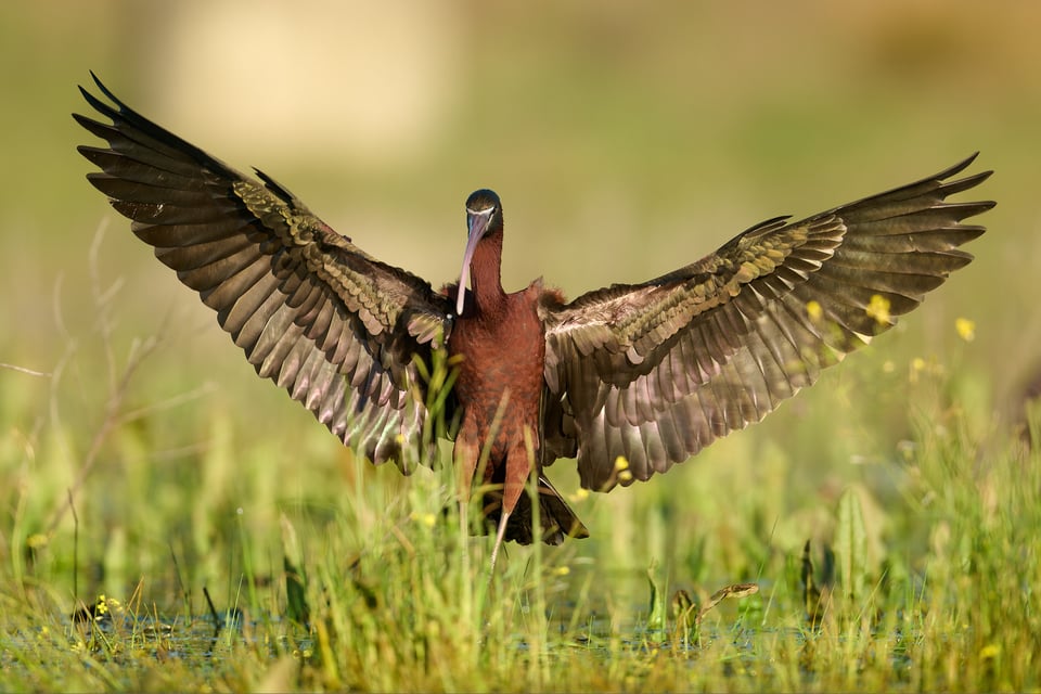 Glossy Ibis_Spain__LVP7469