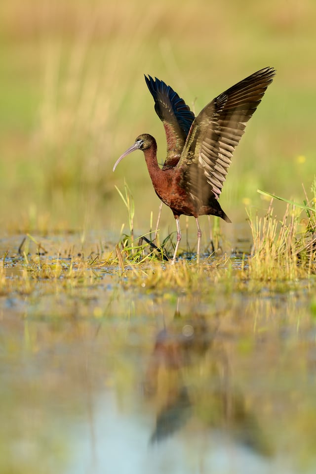 Glossy Ibis_Spain__LVP7714