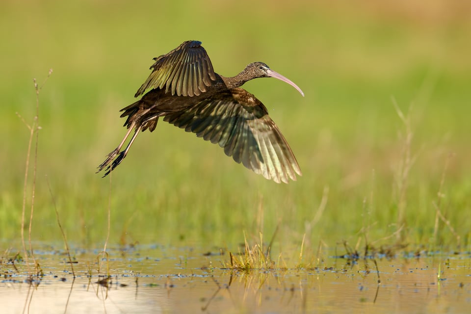 Glossy Ibis_Spain__LVP7795