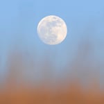 Moon_Grass_Jason_Polak
