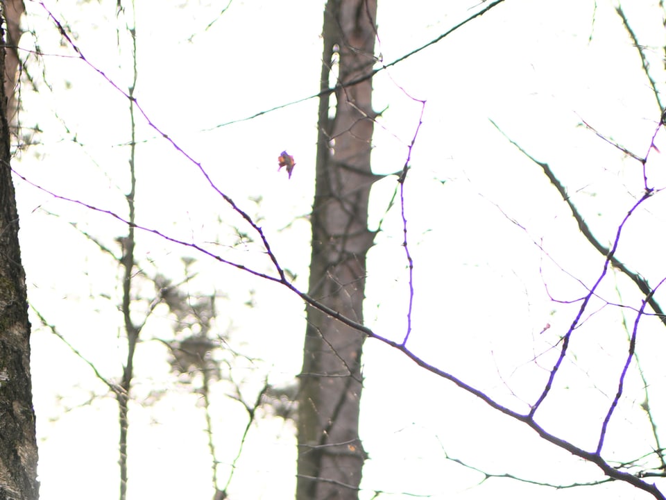 Nikon 35mm f1.2_chromatic aberation_100% crop