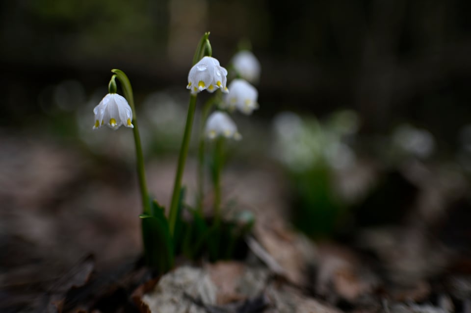 Nikon 35mm f1,4_DSC4441