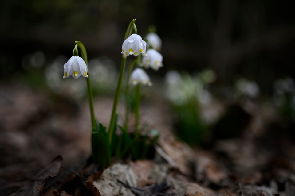 Nikon 35mm f1,8_DSC4462