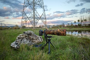 Shooting Ibis_Córdoba_Spain_R1000105