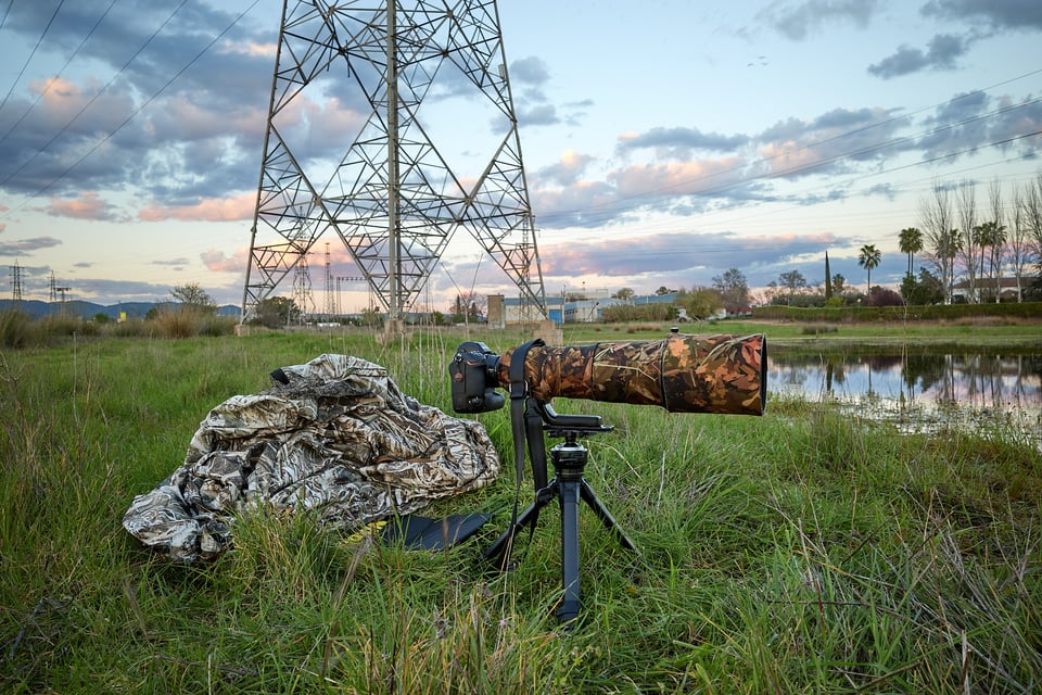 Shooting Ibis_Córdoba_Spain_R1000105