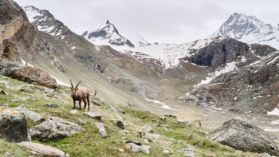 Alpine ibex with 24-120