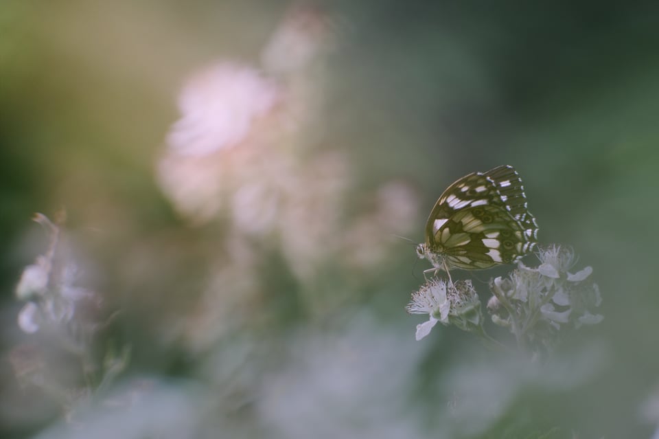Butterfly through flowers