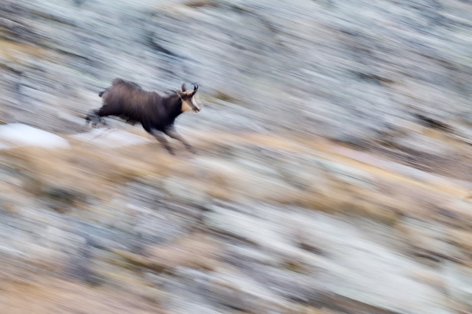 Chamois panning