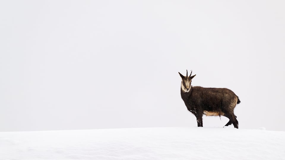 Chamoise in the snow