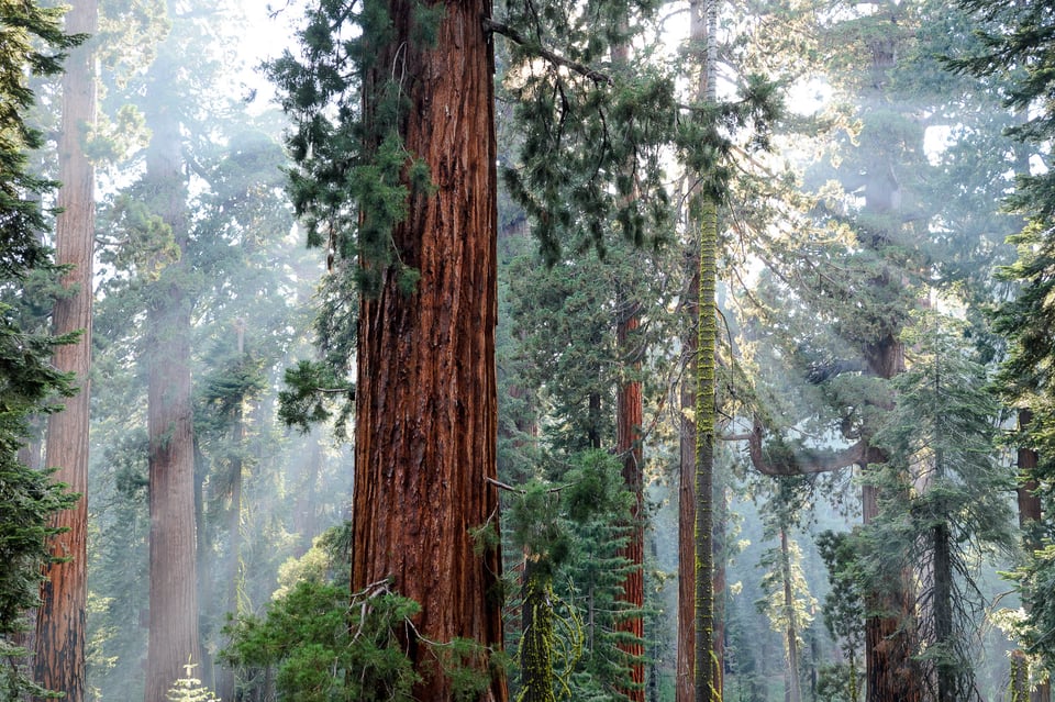 Fog and trees