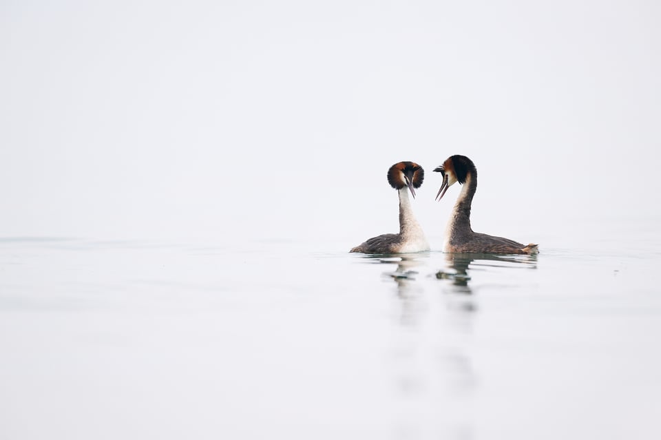 Great crested grebe in love
