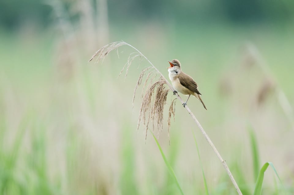Great reed warbler - DXO