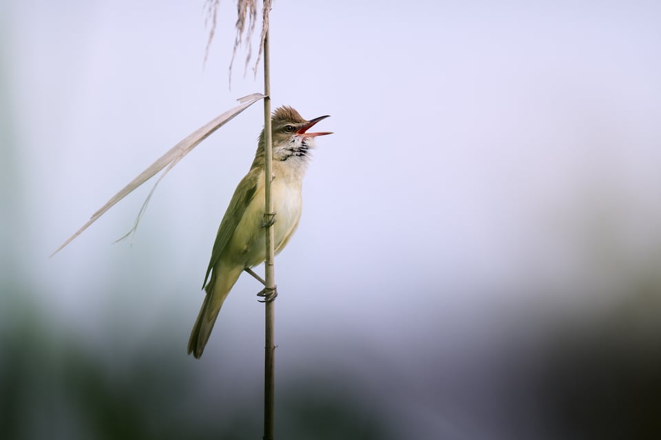 Great reed warbler - sky