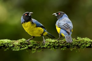 Hooded Mountain-tanager_Ecuador__LVP0908-DxO_DeepPRIME 3