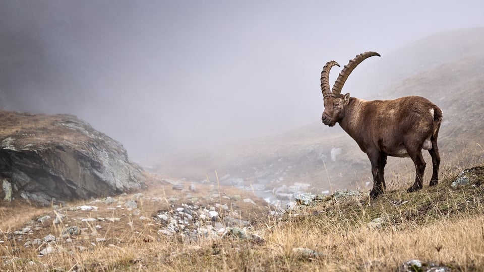 Ibex and fog