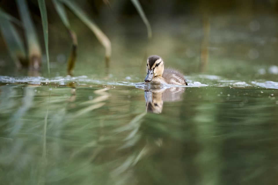 Mallard Chicks 1