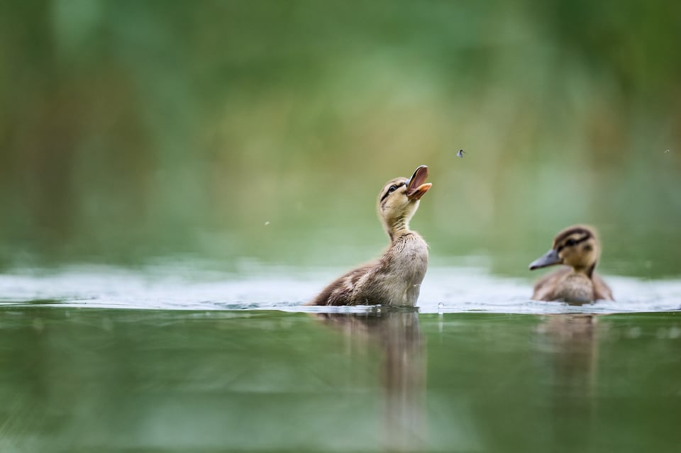 Mallard Chicks 2