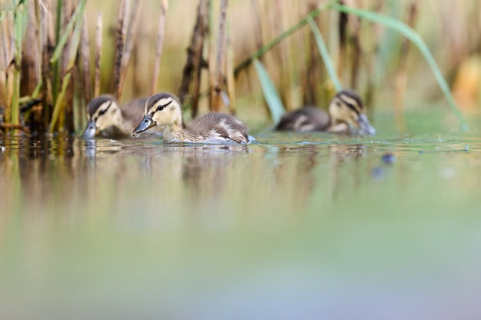 Mallard Chicks 3