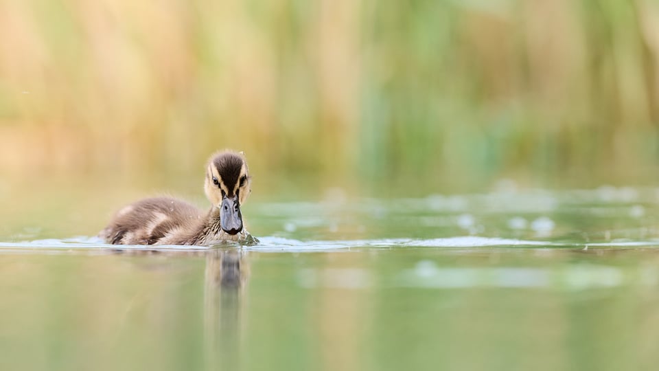 Mallard Chicks 4