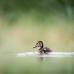 Mallard Chicks 5