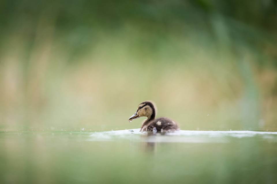 Mallard Chicks 5