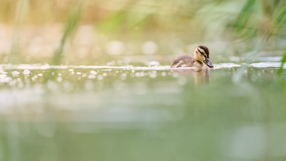 Mallard Chicks 6