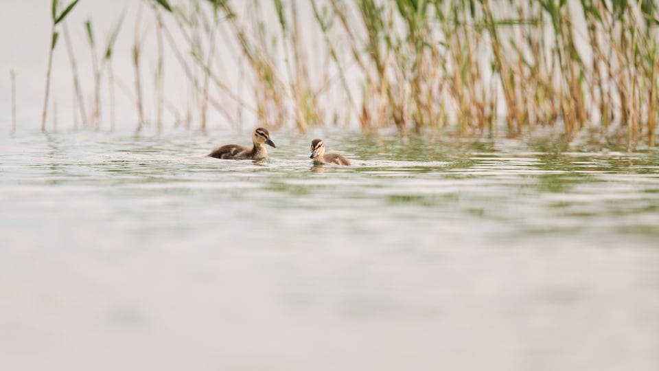 Mallard Chicks 7