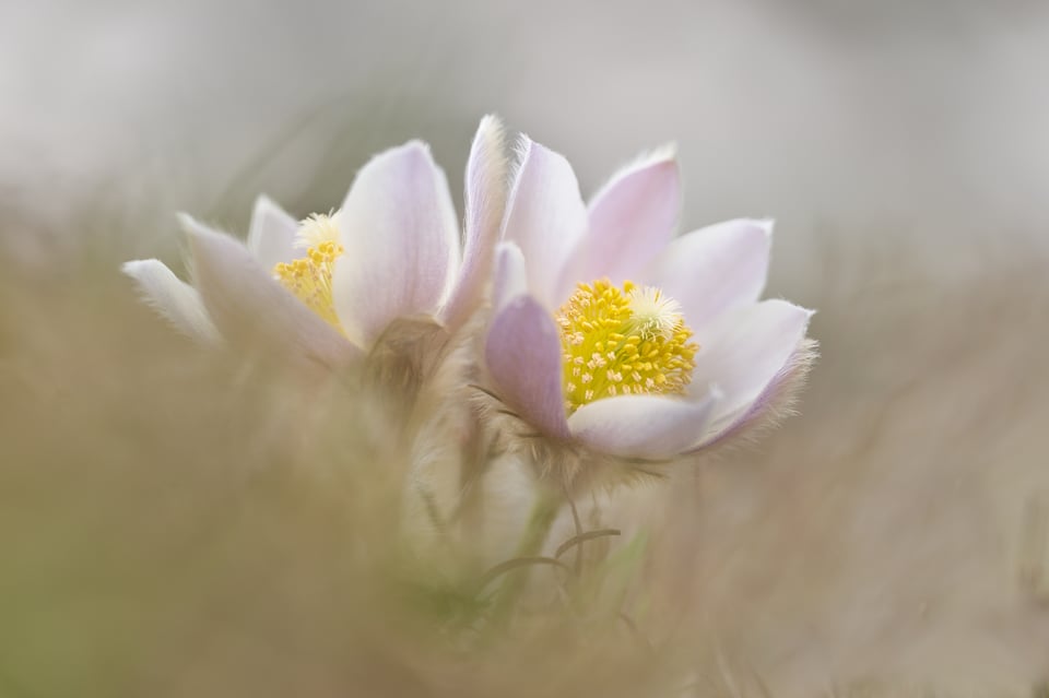 Pulsatilla