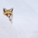 Red fox hiding