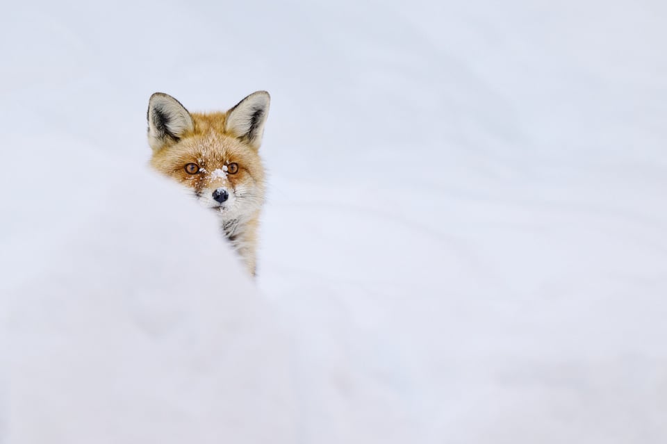 Red fox hiding