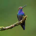 Rufous-gaped Hillstar_Colombia_LVP3271-DxO_DeepPRIME 3