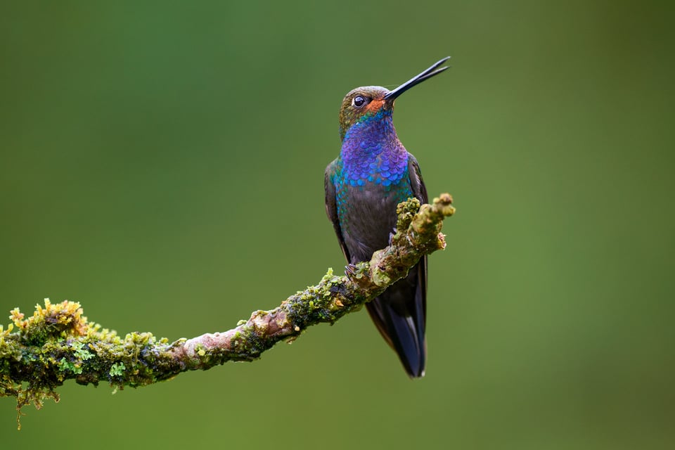 Rufous-gaped Hillstar_Colombia_LVP3271-DxO_DeepPRIME 3