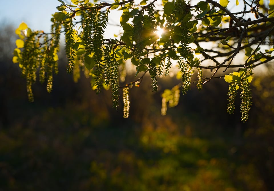 Viltrox_ForestBokeh_Jason_Polak