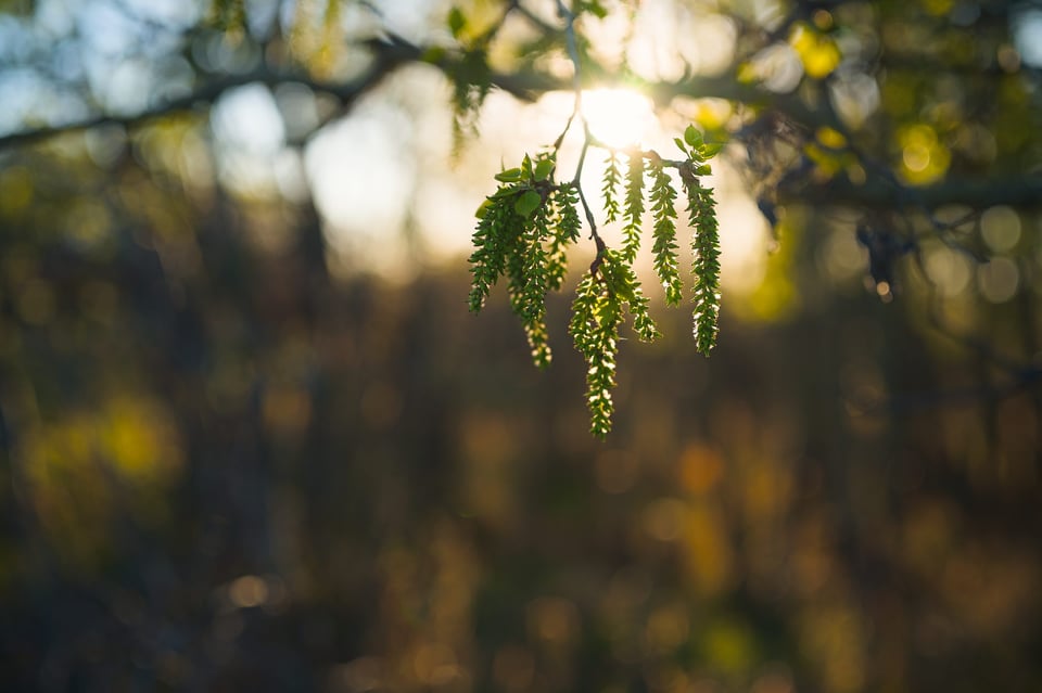 Viltrox_Sample_Branch_Polak