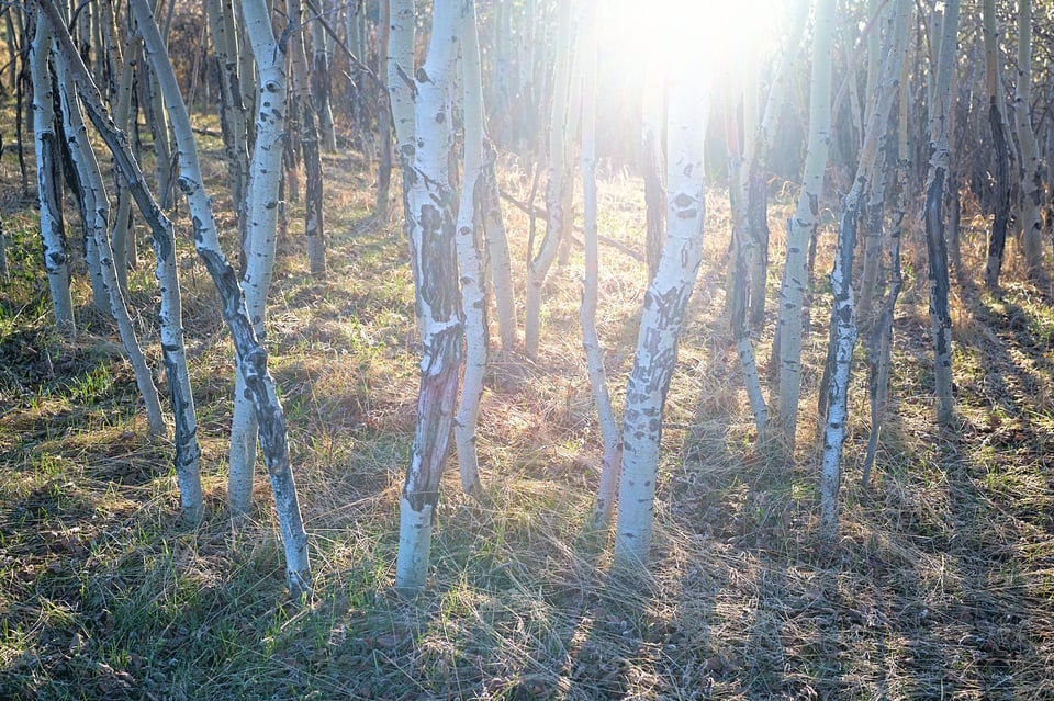Viltrox_Trees_Flare_Jason_Polak