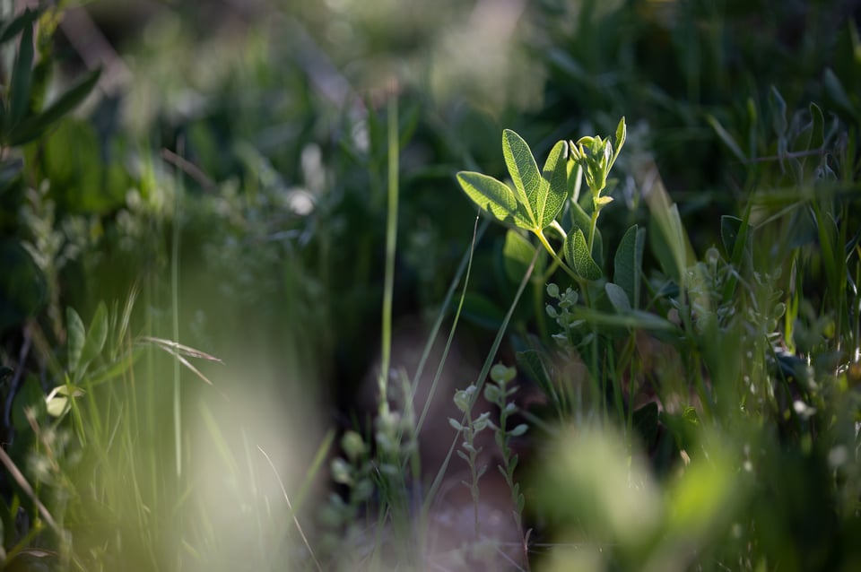 Voigtlander-APO-Lanthar-50mm-f2-Review-Sample-Photo-00002