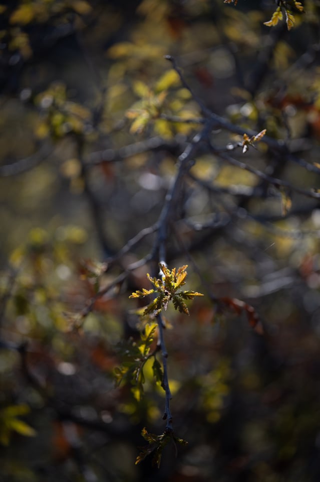 Voigtlander-APO-Lanthar-50mm-f2-Review-Sample-Photo-00005