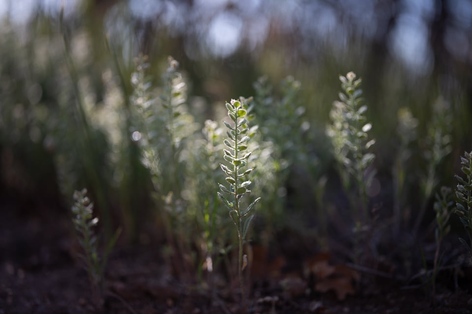 Voigtlander-APO-Lanthar-50mm-f2-Review-Sample-Photo-00010