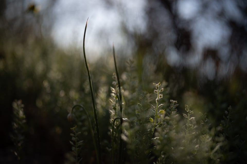Voigtlander-APO-Lanthar-50mm-f2-Review-Sample-Photo-00011